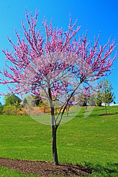 Redbud Tree