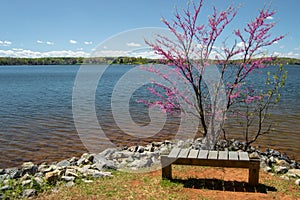 Redbud Tree, Bench and Lake