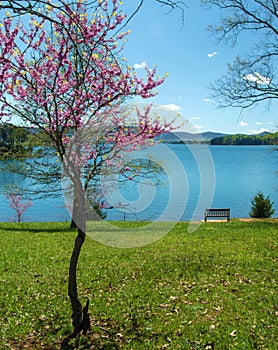 Redbud Tree, Bench and Lake