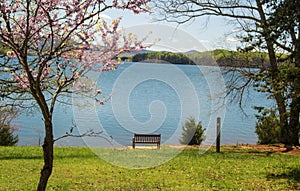 Redbud Tree, Bench and Lake