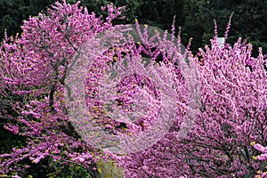 Redbud tree in bloom