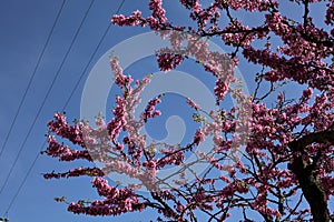 Redbud tree in bloom with the sky as background