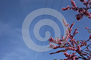 Redbud tree in bloom with the sky as background