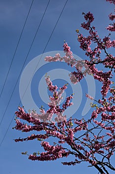 Redbud tree in bloom with the sky as background