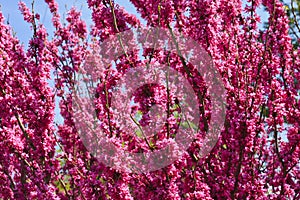 Redbud Tree Blooms