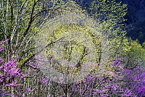 Redbud Tree blooms and new growth in the Smokies.