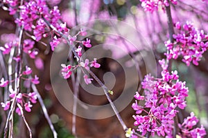 Redbud tree branch in bloom