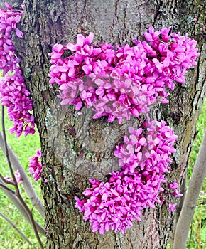 Redbud tree (Cercis canadensis) blossom