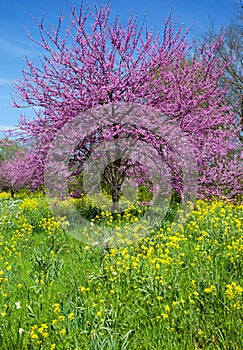 Redbud Tree