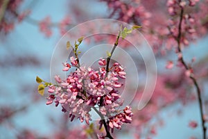 Redbud tree flower cluster closeup Cercis canadensis horizontal photo