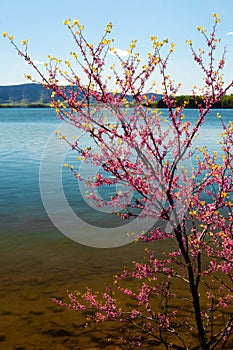 Redbud Tree, Lake and Mountains