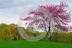 Redbud Tree