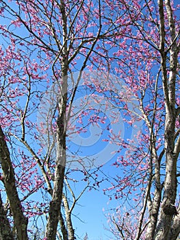 Redbud Tree in Spring
