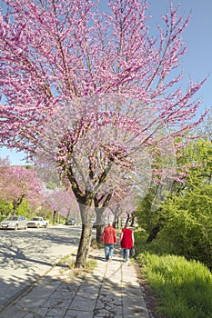 Redbud tree in spring pink flowers