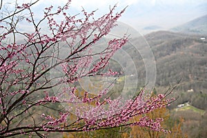 A Redbud Tree stretches it\'s limbs across the scene. photo