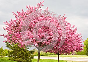 Redbud Trees