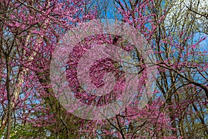 Redbud Trees in Bloom