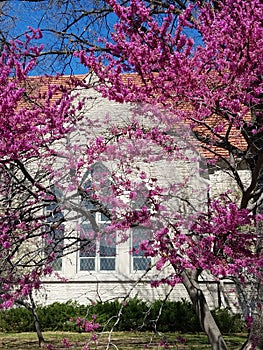 Redbud trees in bloom in front of beautiful arched leaded church windows