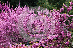 Redbud trees in bloom