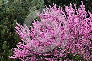 Redbud tree in bloom