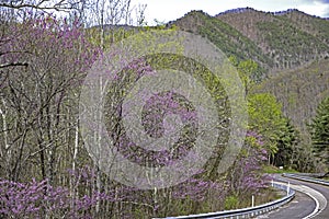 Redbud Trees blooming along Interstate I-40 in Tennessee.