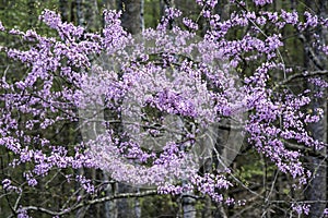 Redbud Trees blooming along Interstate I-40 in Tennessee.