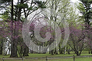 Redbud trees blooming in the spring.