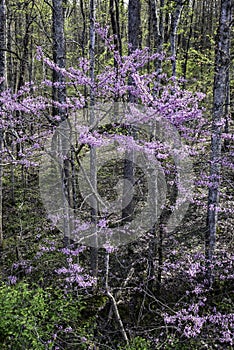 Redbud Trees bring forth their blooms in spring.