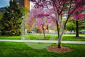 Redbud trees at the Capitol Complex in Harrisburg, Pennsylvania. photo