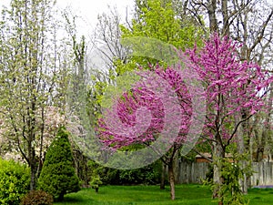Redbud Trees in Spring