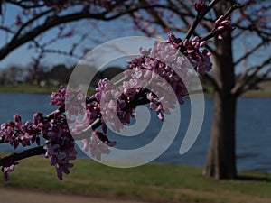 Redbuds At Lakeshore`s Side