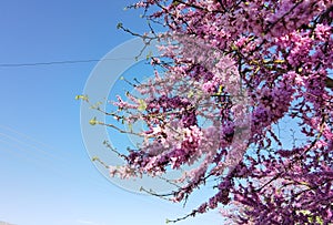 Redbuds trees with pink  flowers in easter spring season in ioannina city, greece photo