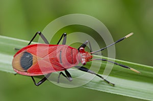 Redbug photo