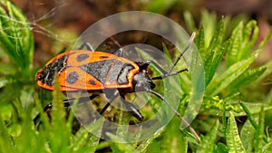 Redbug soldier, macro, super macro, Pyrrhocoris apterus, Pyrrhocoridae from squad Hemiptera, in natural habitat, on the ground in photo