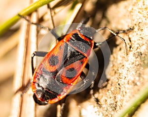 Redbug on the stone. Macro shot of wildlife
