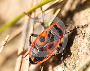 Redbug on the stone. Macro shot of wildlife photo