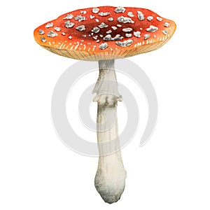 Redcap fly agaric illustration. Hand drawn red poisonous mushroom with dots. Woodland dangerous plant amanita muscaria