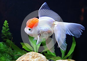 Redcap Goldfish