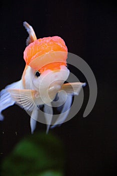 Redcap Goldfish