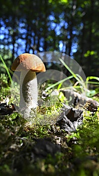 Redcap mushroom in a green forest with autumn sun.