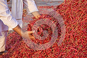 Redchili Mandi Market