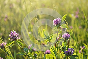 Redclover flowers