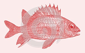 Redcoat sargocentron rubrum