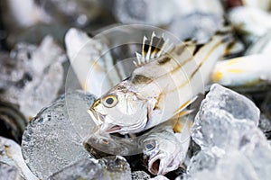 Redcoat squirrelfish