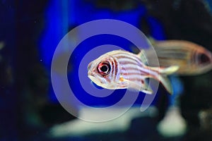 Redcoat Squirrelfish