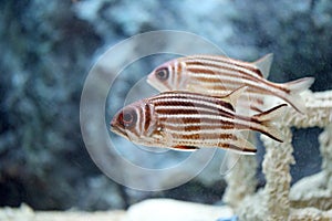 Redcoat Squirrelfish.