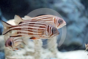 Redcoat Squirrelfish.