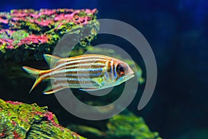 Redcoat Squirrelfish