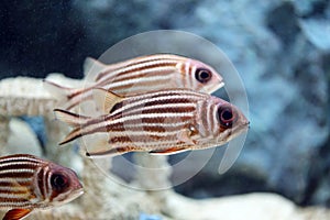 Redcoat Squirrelfish.