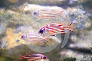 Redcoat Squirrelfish